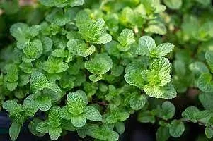 Platone Mint Plant MINT PLANT TG5-thumb2