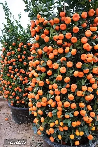 Platone Orange Plant Mandarin High Yield Orange Live PlantCF01017