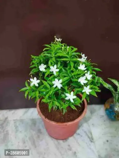 Platone Jasmine Plant JASMINE PLANT