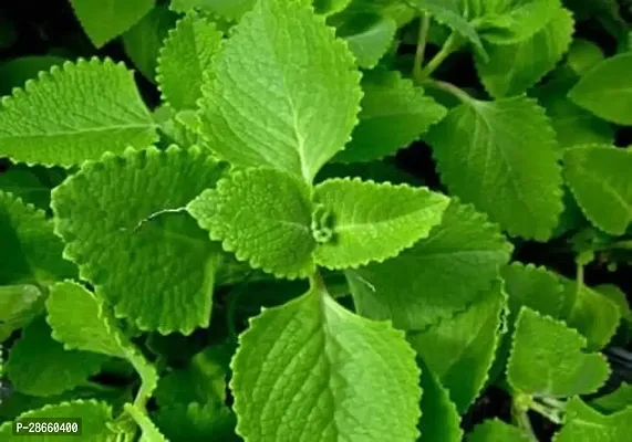 Platone Ajwain Plant Live Ajwain Medicine Plant Good Health