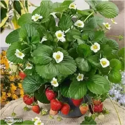 Platone Strawberry Plant strawberry sww63