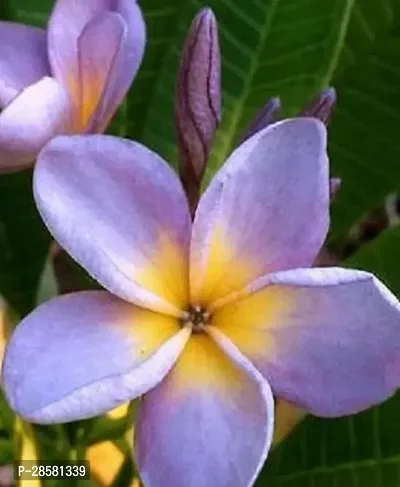 Platone Plumeria Plant Champa Flower Plant K022-thumb0