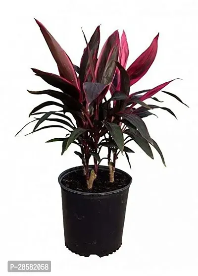 Platone Dracaena Plant DRACAENA PLANT-thumb0