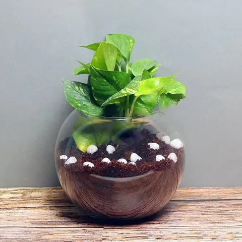 Must Have Plant & Planters 