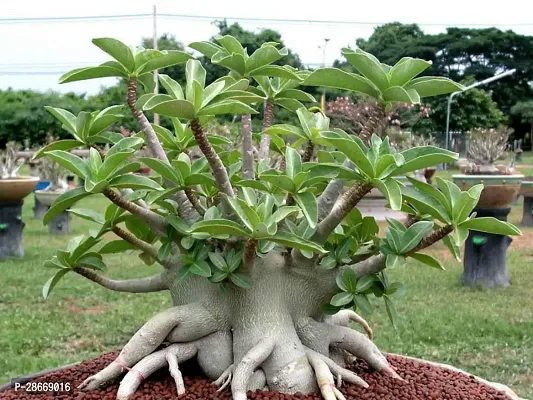 Platone Adenium Plant Adenium plant72