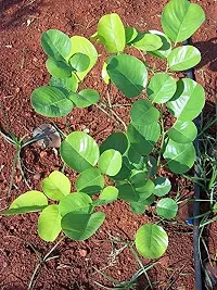 Platone Red Sandalwood Plant Red sandalwood six month old sapling plants, red sanders - pterocarpus santalnus living plant.-thumb2