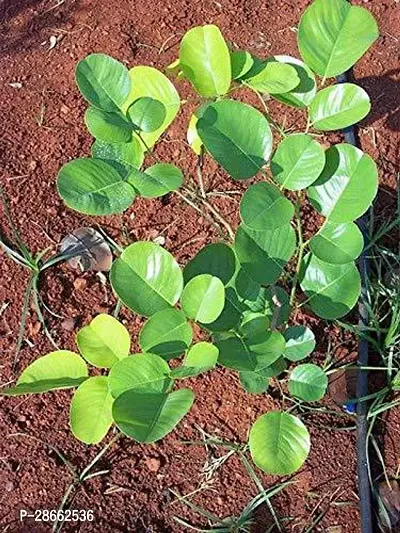 Platone Red Sandalwood Plant Red sandalwood six month old sapling plants, red sanders - pterocarpus santalnus living plant.-thumb3