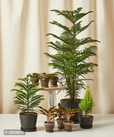 Platone Christmas Tree Plant Christmas Tree Plant (Norfolk Pine Tree)-thumb2