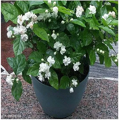 Platone Night Bloom Jasmine Plant Grafted White Jasmine Flower Plant (Live Plant. Variety Jasmine) 1- Healthy Plant-thumb0