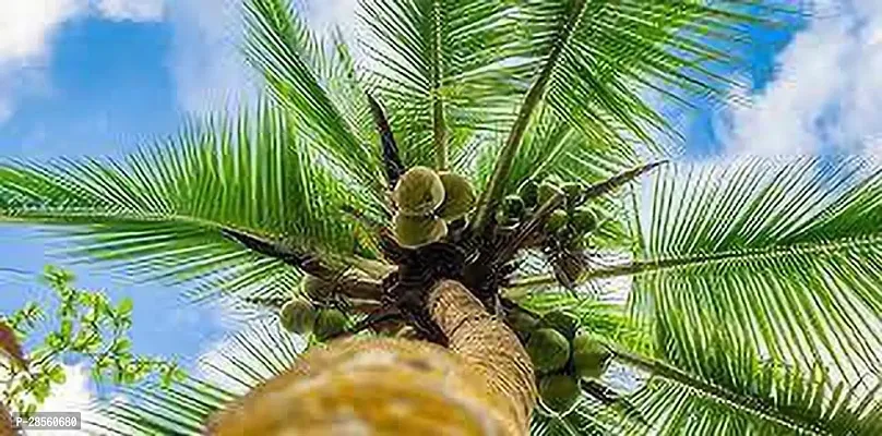 Platone Coconut Plant Coconut PlantF1