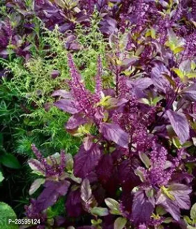 Platone Tulsi Plant Rare Krishna Tulasi Plant-thumb2