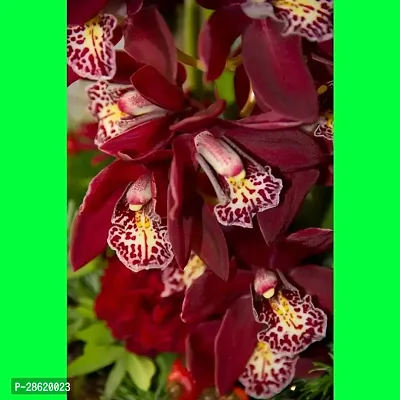 Platone Orchid Plant VANDA_0 PUY9-thumb0