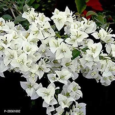 Platone Bougainvillea Plant Wite bougainvillea plants-thumb2