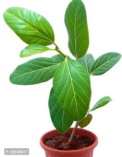 Platone Ficus Plant Banyan, burgad tree plant