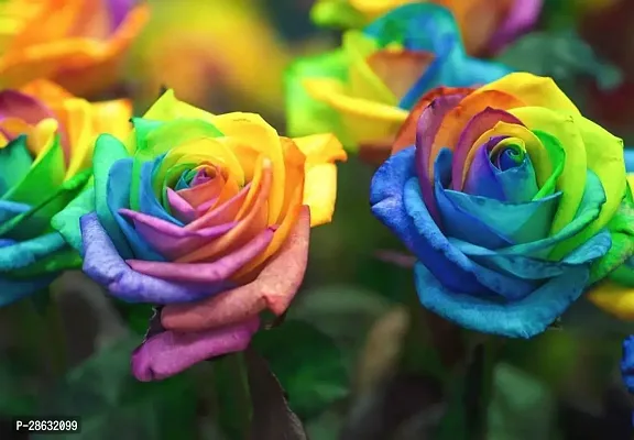 Platone Rose Plant Rainbow rose plant