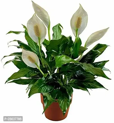 Platone Lily Plant flo01