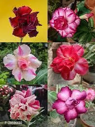 Platone Adenium Plant ADENIUM PLANT DDE3