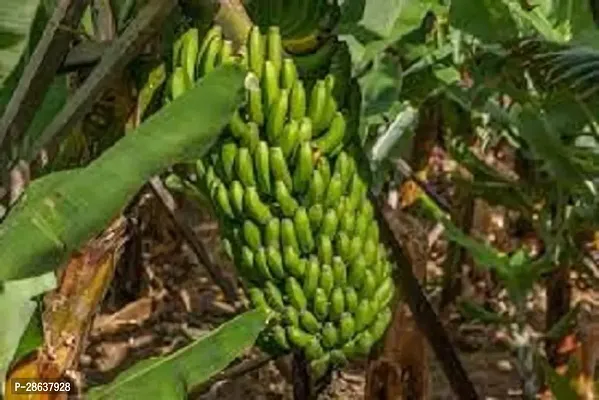 Platone Banana Plant Macho Plantain Banana Plant