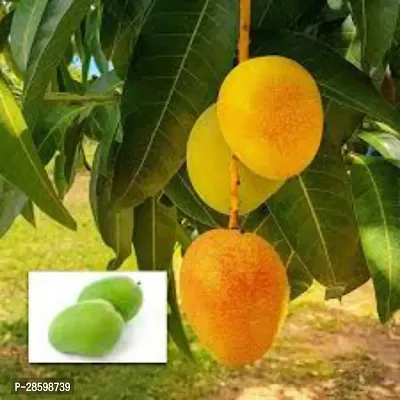 Platone Mango Plant Mango PlantU1-thumb0