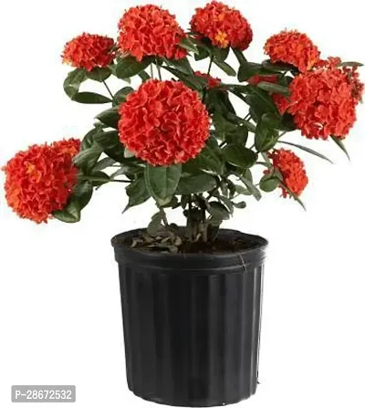 Platone Trothic IxoraChethi Plant Trothic IxoraChethi live plant with pot