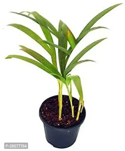 Platone Areca Palm Areca Plam-2