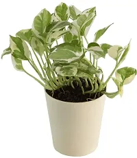 Platone Money Plant UGALOO_Money Plant N Joy with Pot-thumb1