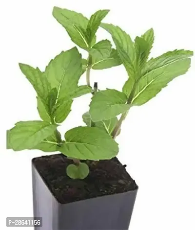 Platone Mint Plant mint12