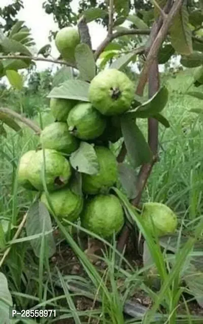 Platone Guava Plant Live Guava Plant-30-thumb2