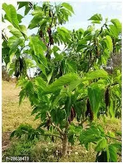 Platone Berry Plant MULBERRY PLANT PP-thumb2