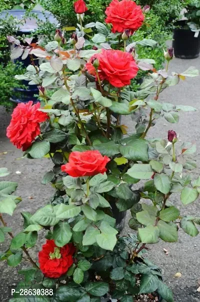 Platone Rose Plant rose plant 07-thumb3