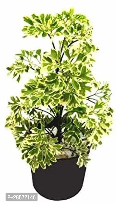 Platone Aralia Plant raARALIA55 b-thumb0