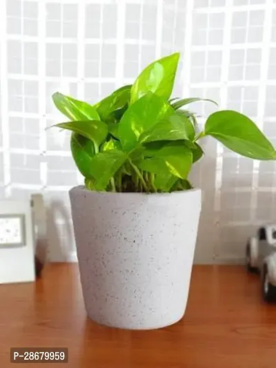 Platone Money Plant PLMPCEBUDW-W-thumb0