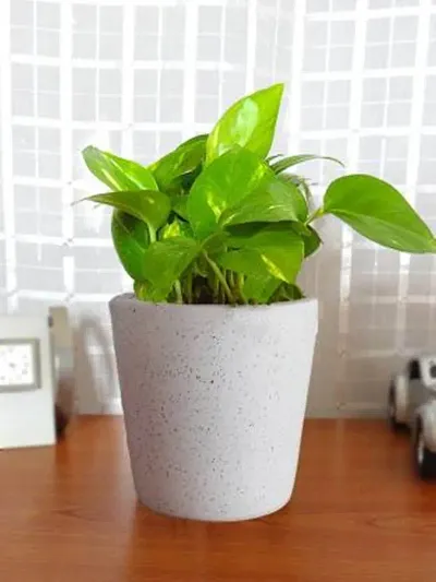 Hot Selling Plant & Planters 