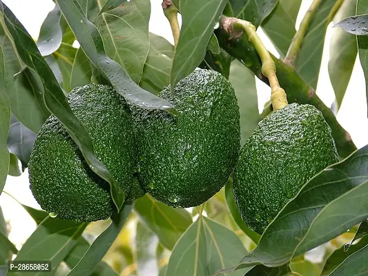 Platone Avocado Plant EVAVOD38