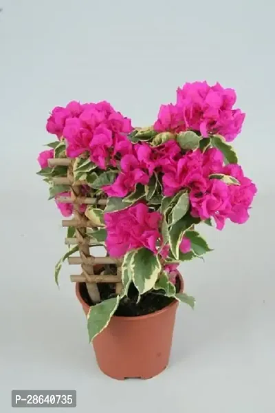 Platone Baugainvillea Plant Bougainvillea Plant Kagaj Flower Live Plant FP1001076