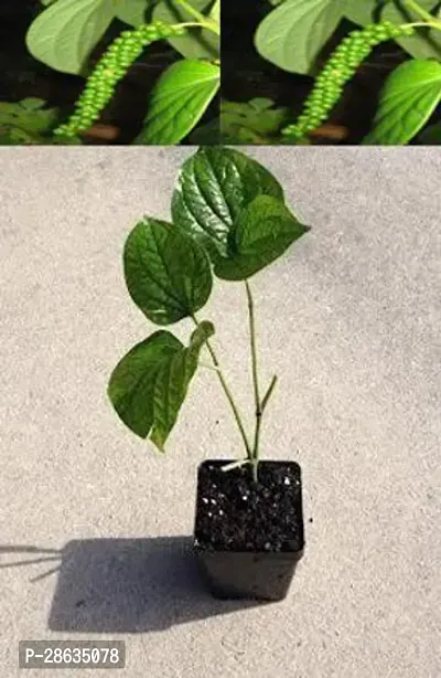 Platone Black Pepper Plant MHJ1 Black Papper Plant-thumb0