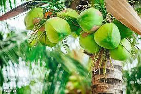 Platone Coconut Plant hybrid coconut tree 22