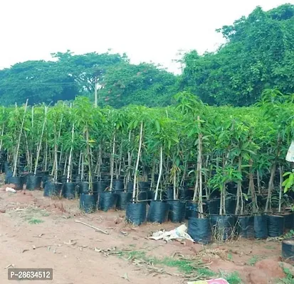 Platone Mango Plant Amrapali Mango Plant A17