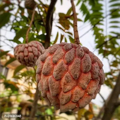 Platone Custard Apple Plant Custard Apple Live Plant Disha-200741-thumb0