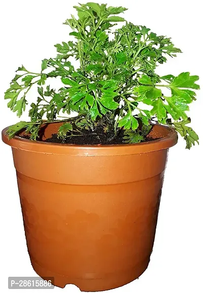 Platone Aralia Plant Aralia Plant in Brown 5 Inch Pot-thumb0