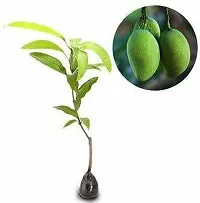 Platone Mango Plant Priyur Mangos Big Scented Exotic-thumb1