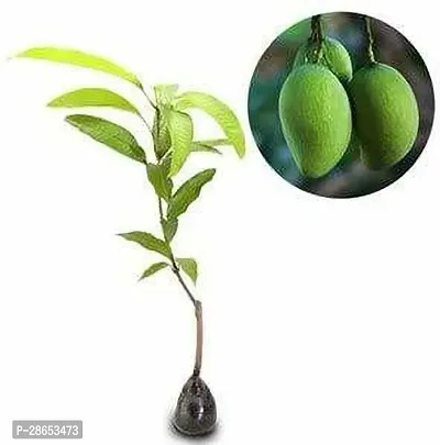 Platone Mango Plant Priyur Mangos Big Scented Exotic-thumb2