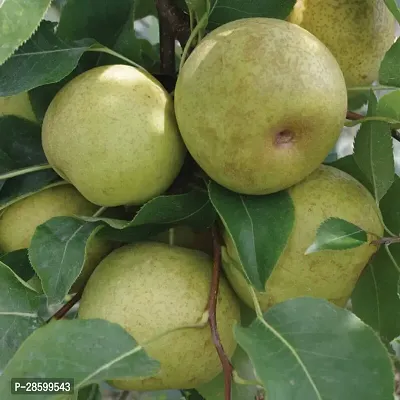 Platone Pear Plant Pear Fruit Plants 02