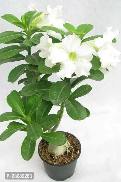 Platone Adenium Plant white 1Adenium Plant-thumb0