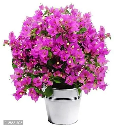 Platone Bougainvillea Plant Live Bougainvillea Pink Flower Bonsai 1 Healthy Live Plant