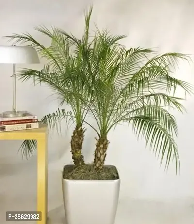 Platone ZZ Plant Date Palm Plant