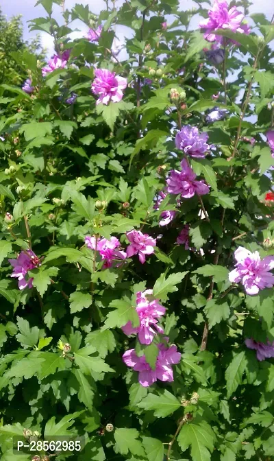 Platone Hibiscus Plant purple hibiscus14