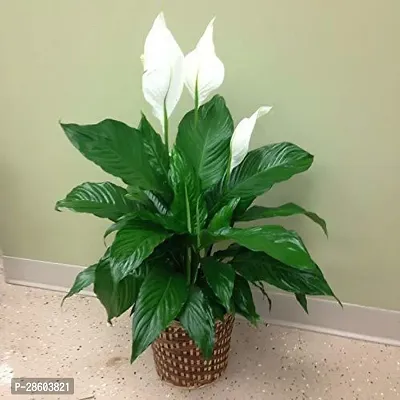 Platone Peace Lily Plant 56-thumb0