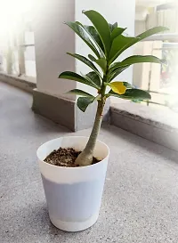 Platone Adenium Plant Adenium live plant with pot indoor natural plant for home decor living room desk plant Desert rose-thumb1