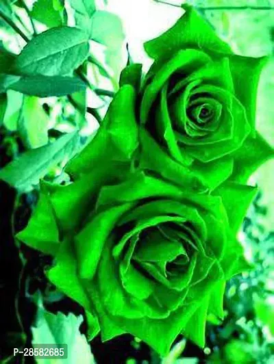 Platone Rose Plant Green Rose Plant 01.-thumb2